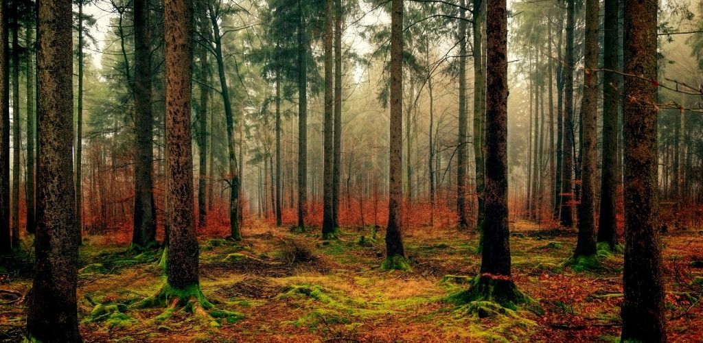 Sehenswürdigkeiten Bayern Natur Wald